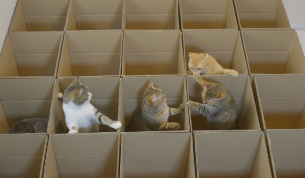 cardboard-box-cat-maze